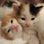 Hatice Atun