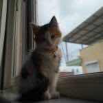Ats_gazi