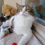 Miaece