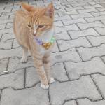Öznur gündeş
